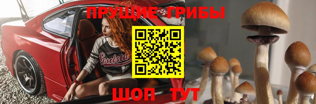 Псилоцибиновые грибы Psilocybine cubensis Кимры